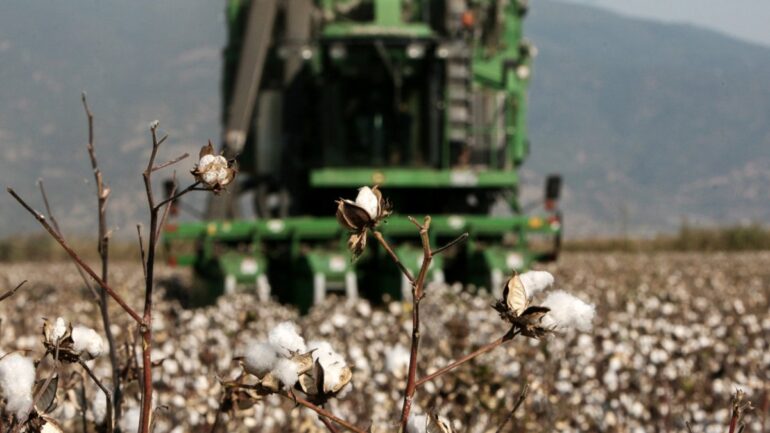 Μειωμένη ως και 40% η φετινή παραγωγή βάμβακος στην Ελλάδα