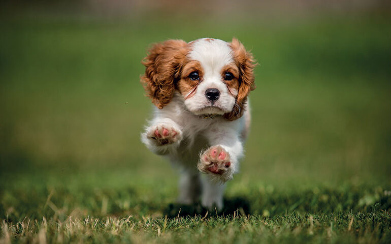 Παπαστεργίου: «Έρχεται ψηφιακή πλατφόρμα για τα ζώα συντροφιάς»