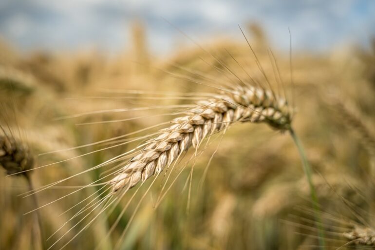Η Ρουμανία είναι ο μεγαλύτερος εξαγωγέας σιταριού φέτος της Ε.Ε