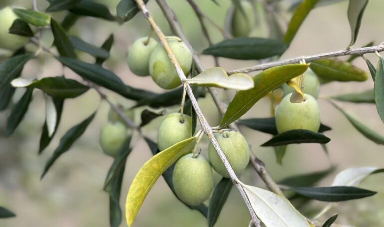Σε κίνδυνο οι εξαγωγές ελιάς 240 εκατ. ευρώ