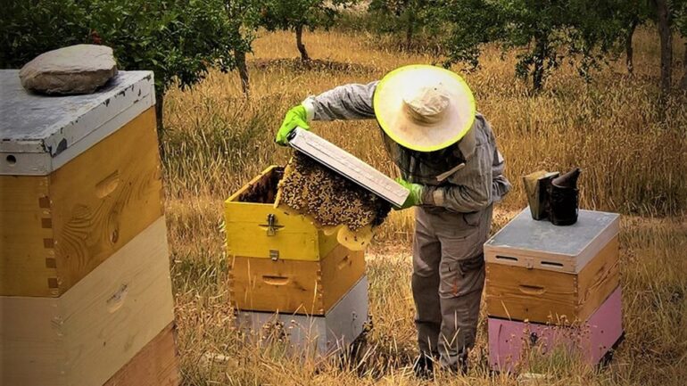 Στήριξη 61,6 εκατ. ευρώ στους μελισσοκόμους από το 2019