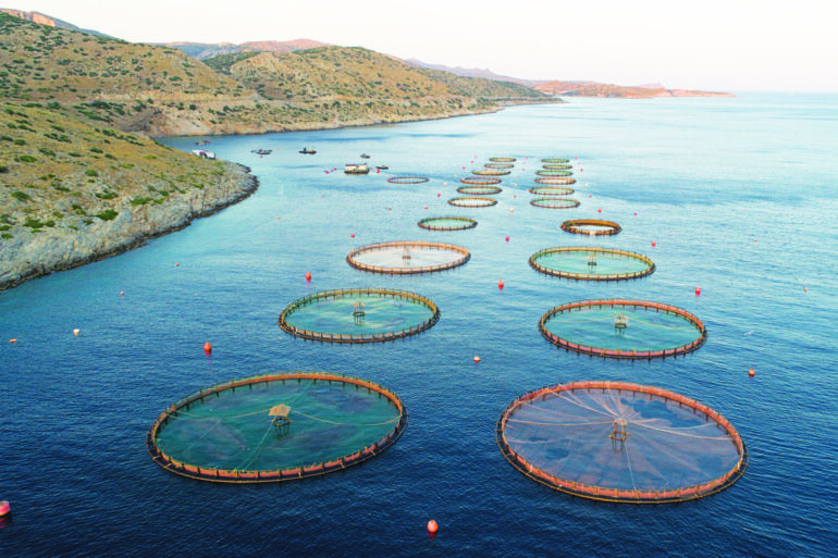 Το «ναυάγιο» στα ψάρια και τα θαλασσινά