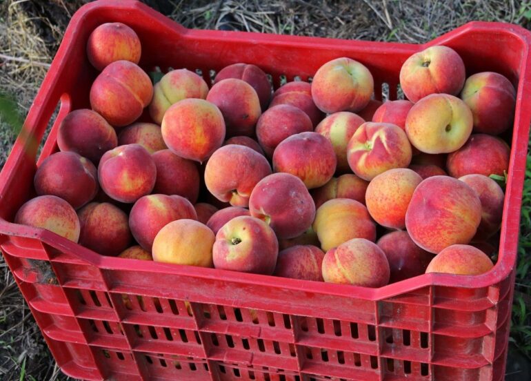 Η Ελλάδα καλύπτει το 21% της παραγωγής ροδάκινων της ΕΕ