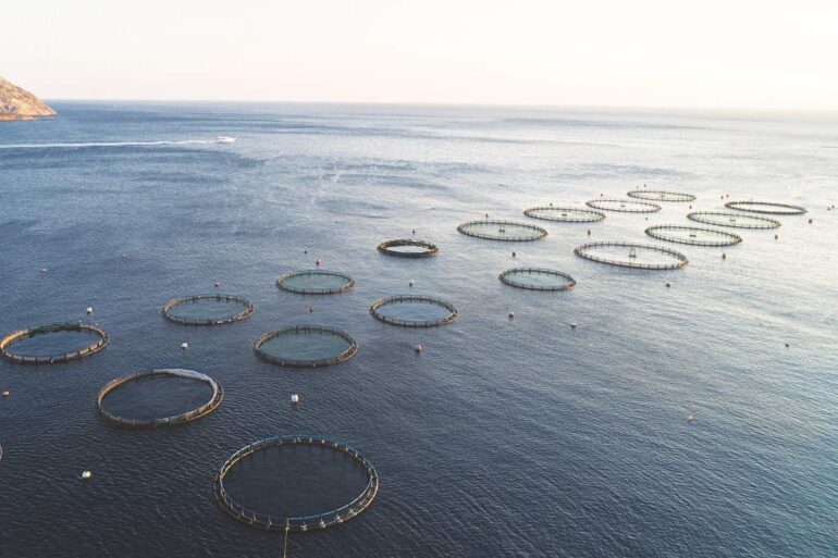 Υπόθεση AVRAMAR: AQUA BRIDGE VS COOKE – Κίνδυνος για τον κλάδο των ιχθυοκαλλιεργειών